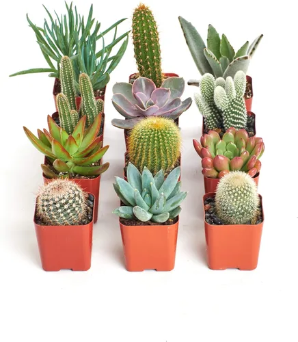 Crasa y cactus de Shop Succulents
