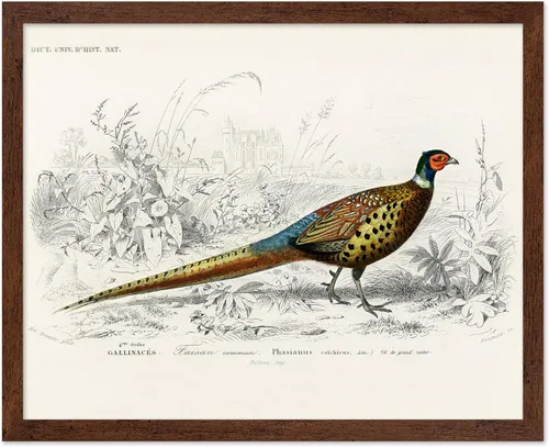 Miniatura 22 de Poster Master Vintage James Audubon Póster - Impresión Retro de Cuervo - Arte de Aves de América - Arte de Aves - Regalo para Hombres, Mujeres