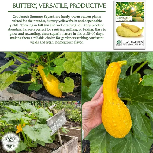 Miniatura 5 de Crookneck Semillas de calabaza de verano para plantar, más de 30 semillas tradicionales por paquete, semillas de jardín de Isla