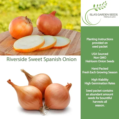 Miniatura 2 de Riverside Sweet Spanish Onion Seeds (Allium cepa) – Más de 300 semillas tradicionales sin OMG de Isla's Garden Seeds, bombillas grandes suaves