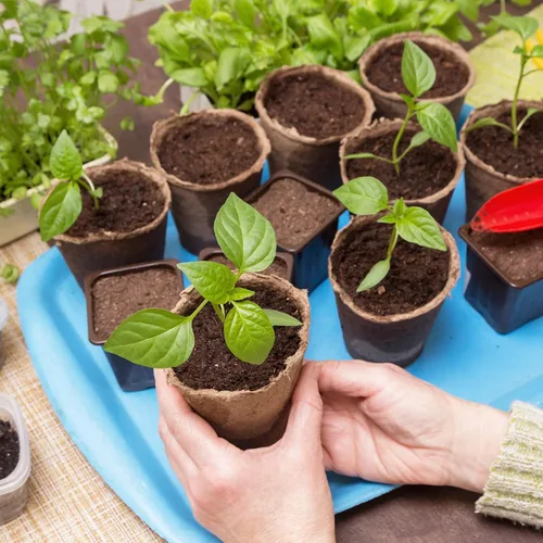 Miniatura 2 de M METERXITY Paquete de 3 soportes para plantas de aire, soporte de metal para plantas de aire, estante para macetas para decoración del hogar
