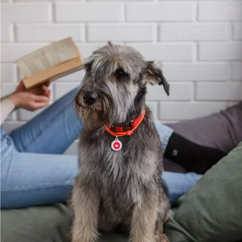 Miniatura 6 de Placa de identificación de perro con código QR, placa de identificación de mascota silenciosa grabada con perfil en línea («My Princess»)
