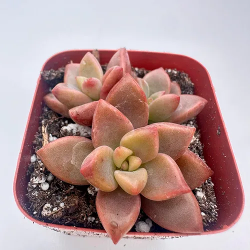 Miniatura 11 de Plantas suculentas vivas, variedades variadas en dos tamaños de maceta, plantas de fácil cuidado para interiores y exteriores, GNEM