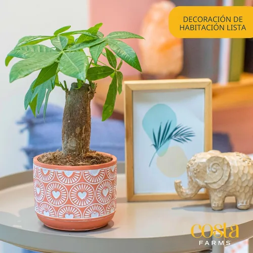 Miniatura 2 de Costa Farms Árbol del Dinero Planta Viva en Maceta Decorativa, Purificadora de Aire para Interiores, Perfecta para Decoración de Hogar, Habitación u