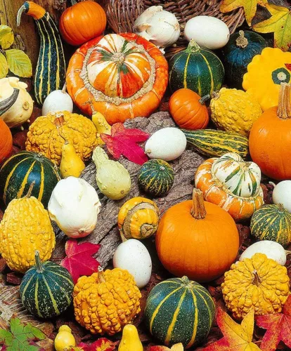 Miniatura 2 de Semillas ornamentales de mezcla de calabaza gigante, vegetales tradicionales para plantar 10 semillas decorativas únicas sin OMG