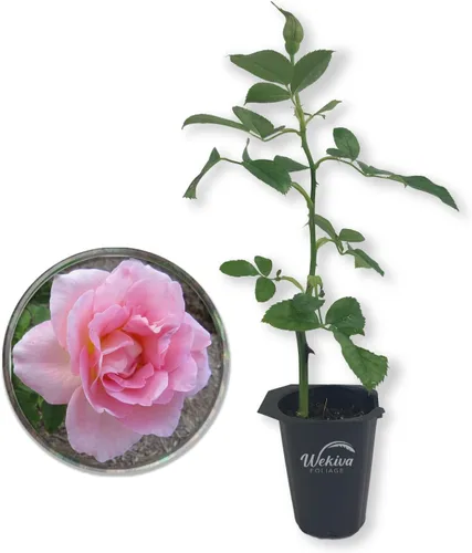 Tiffany Rose Bush - 1 planta de inicio vivo - Impresionante cultivo híbrido de rosas de té añade color y fragancia a cualquier jardín