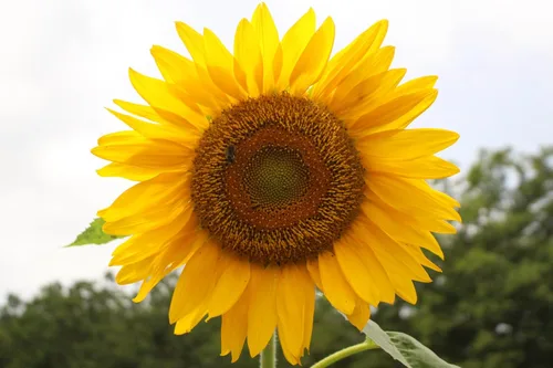 Miniatura 7 de Semillas de girasol gigante para plantar – Cultiva girasoles gigantes en tu jardín – 50 semillas de reliquia sin OGM – Instrucciones completas
