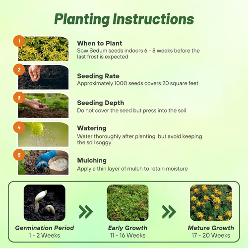 Miniatura 4 de Outsidepride Hybridum Sedum Seeds - 1000 semillas perennes de cobertura del suelo para plantar, plantas suculentas resistentes al frío y tolerantes