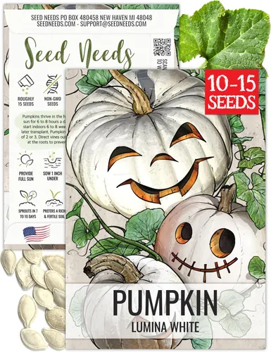 Miniatura 35 de Seed Needs, Jack O' Lantern - Semillas de calabaza – 25 semillas tradicionales para plantar Cucurbita Pepo – Sin OMG y sin tratar, ideal para tallar