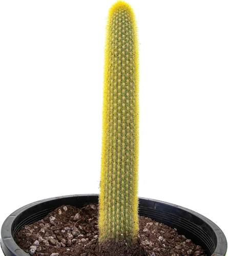 Miniatura 12 de Cactus Outlet - Curiosity - Plantas de cactus vivas, plantas vivas para uso en interiores y exteriores, cactus vivos, 12 a 18 pulgadas, cactus vivos