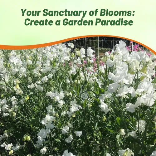 Miniatura 6 de Outsidepride Royal White Sweet Pea Seeds – 250 piezas anuales, fáciles de cultivar, semillas de vid para plantar flores fragantes de larga duración