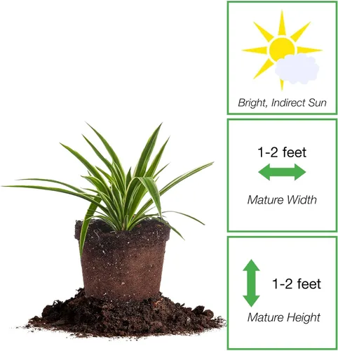 Miniatura 2 de Perfect Plants Planta de araña abigarrada inversa en maceta de cultivo de 6 pulgadas Planta de interior viva para cultivo en interiores Fácil