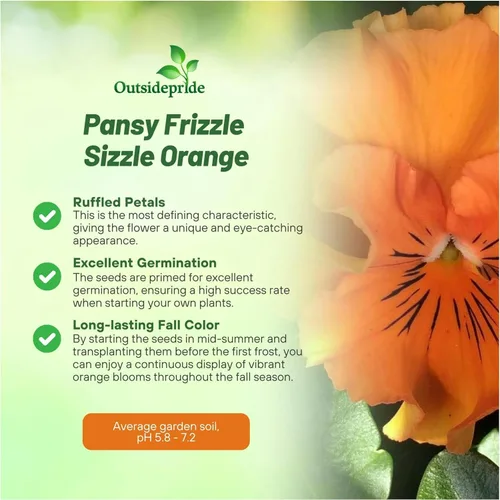 Miniatura 3 de Outsidepride Frizzle Sizzle - Semillas de pensamiento de viola naranja para plantar, 50 unidades. Flores bienales, resistentes al frío y aptas