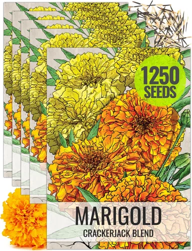 Miniatura 8 de Seed Needs Crackerjack - Semillas de caléndula para plantar, reliquia y flores anuales polinizadas abiertas, planta un jardín de mariposas