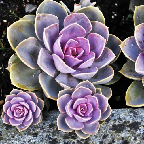 Miniatura 2 de Echeveria Suculents - Plantas vivas para cultivar, suculentas de Echeveria vivas, plantas de Echeveria vivas, suculentas de Echeveria viva, púrpura