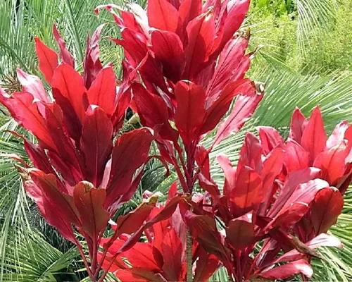Miniatura 9 de Troncos de plantas de hojas de Ti rojas hawaianas, plantas tropicales vivas para interiores y exteriores, 2 troncos de corte de cordyline fruticosa