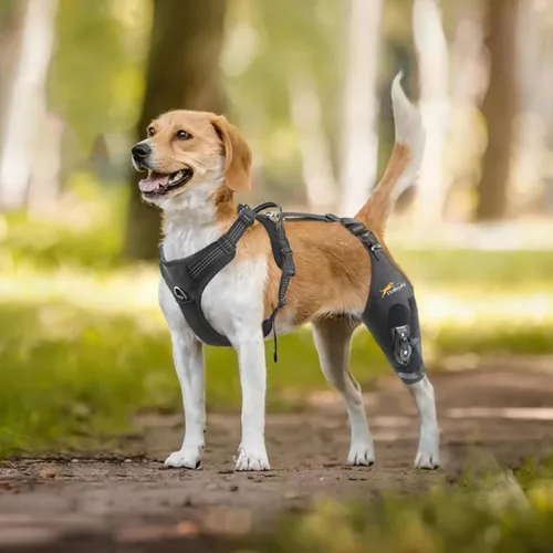 Miniatura 2 de Rodillera para perro para pierna trasera desgarrada ACL con estabilizador de bisagra ajustable, soporte de espalda de perro para osteoartritis