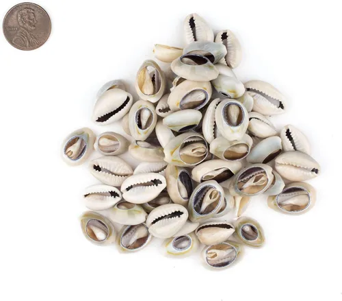 Miniatura 2 de The Bead Chest Cowrie Shells (mediano) – Aproximadamente 50 piezas – Blanco, Natural – Fabricación de joyas, proyectos de manualidades, uso