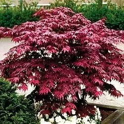 Miniatura 4 de Planta viva de arce rojo japonés, árbol de 1 a 2 pies de alto en maceta de 3 pulgadas, arce rojo enano ornamental al aire libre para paisajismo