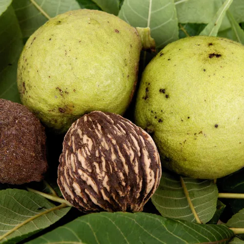 Miniatura 5 de Planta viva de nogal negro de 1 año en maceta de 4 pulgadas, resistente al frío, inactiva, nogal blanco como nuez, árboles de nueces para plantar