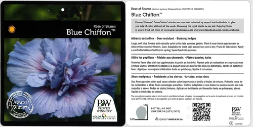 Miniatura 2 de Green Promise Farms Hibiscus syr. `Blue Chiffon` (Rosa de Sharon) Arbusto, contenedor de 3 tamaños