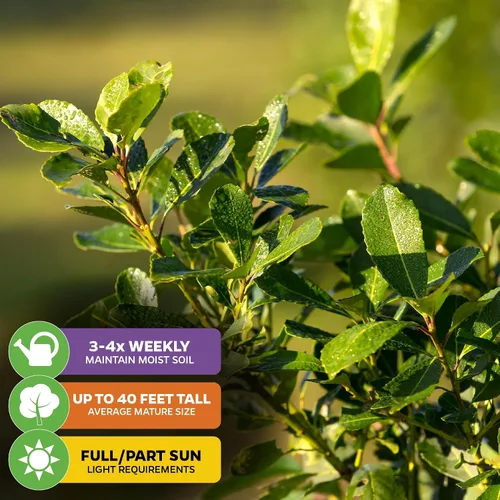 Miniatura 4 de Yerba Mate – Ilex paraguariensis by Wellspring Gardens – Planta de té sudamericana – Árbol del patrimonio cultural – Energizador botánico exótico