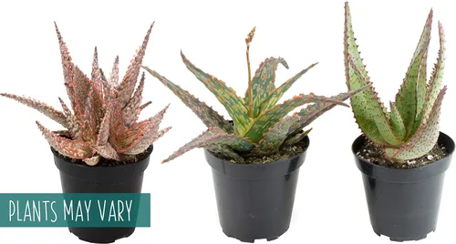 Miniatura 12 de Plantas suculentas de aloe vivo (paquete de 3), plantas suculentas viven en tierra para macetas, plantas suculentas en maceta, plantas vivas de Negro