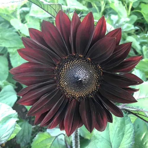 Miniatura 2 de Gaea's Blessing Semillas – Semillas de girasol – Semillas sin OMG con instrucciones de siembra fáciles de seguir – Heirloom sin tratar (Velvet Queen)
