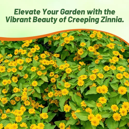 Miniatura 6 de Outsidepride Semillas de zinnia rastreras – 2000 semillas anuales de flores para plantar al aire libre, fáciles de cultivar, tolerantes a la sequía