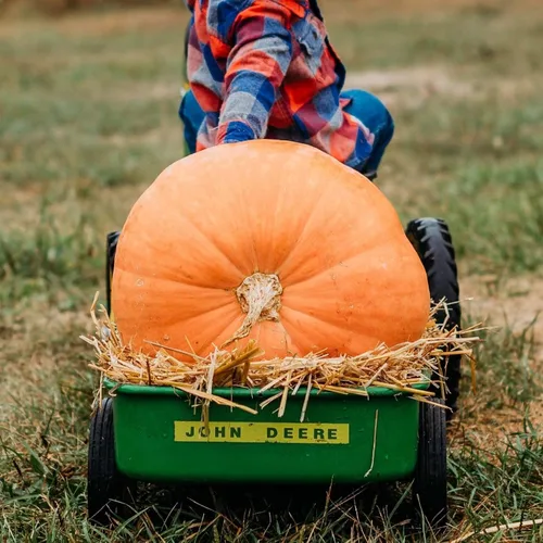 Atlantic Giant Pumpkin - 15 semillas - Variedad de reliquia y polinizada abierta, semillas de vegetales sin OMG para plantar al aire libre en el