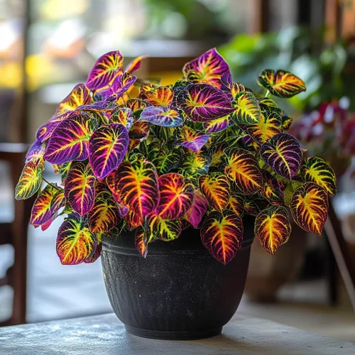 Miniatura 3 de 100 piezas de semillas de Coleus Rainbow Dragon para plantar, follaje vibrante, fácil de cultivar, planta perenne de sombra para jardín y macetas