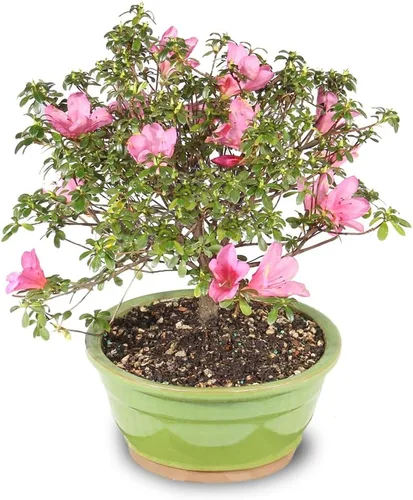 Miniatura 2 de Brussel's Bonsai Live Satsuki Azalea - Árbol bonsái floreciente - Grande, 8 años de edad, 10 a 14 pulgadas - Maceta de cerámica para bonsái
