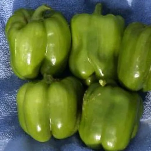 Pimiento orgánico California Wonder - 1 onza ~ 3,360 semillas - Sin OMG, polinizado abierto, reliquia, semillas de jardinería vegetal - Pimiento