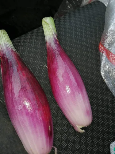 Miniatura 2 de Semillas Verduras herederas de cebolla de chalota roja para plantar sin OMG