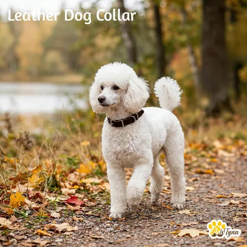 Miniatura 2 de ADITYNA - Collar de cuero para perros medianos - Estilo clásico, suave y fuerte, resistente, cuero de grano superior, hecho a mano - para caminar