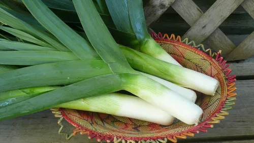 Miniatura 2 de Semillas de cebolla de puerro gigante sin OMG vegetal para plantar