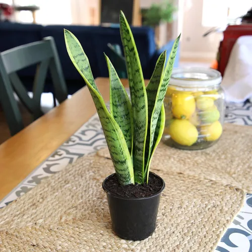 Miniatura 2 de Planta de serpiente viva, Sansevieria trifasciata Laurentii, Planta de interior completamente arraigada en maceta, Planta de sansevieria lengua