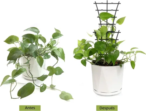 Miniatura 5 de Feitore Enrejado para plantas de interior, 6 piezas de enrejado apilable para plantas trepadoras de interiores, enrejado de escalada para plantas