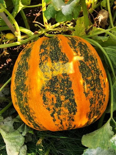 Miniatura 2 de TomorrowSeeds - Semillas de calabaza Kakai Hulless - Más de 20 unidades - para plantar Hulless Naked Dark Green Orange Black Stripe Oleaginosas