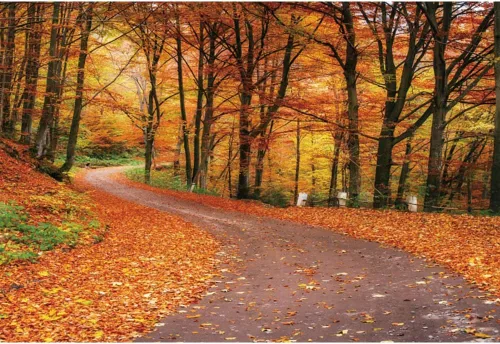 Laeacco Telón de fondo de bosque otoñal de 10 x 8 pies, paisaje de otoño, hojas de arce, carretera, tema de otoño, baby shower, decoración de fiesta