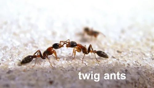 Miniatura 4 de Tarjetas flash de insectos con datos divertidos