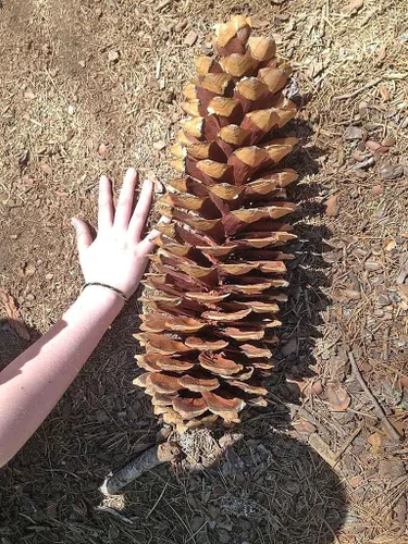 10 semillas gigantes de pino de azúcar para plantar: produce los conos de pino más grandes del planeta