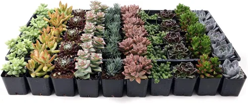 Miniatura 2 de Mountain Crest Gardens Paquete a granel de suculentas surtidas, 50 plantas vivas en macetas de 2 pulgadas, suculentas reales para interiores