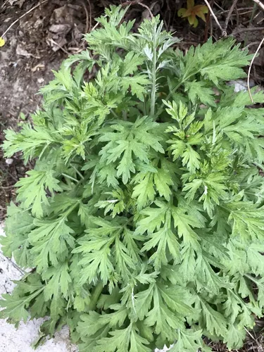TomorrowSeeds - Semillas de artemisia Yomogi (Ajenjo coreano) - Más de 5000 unidades - para plantar 2026 Artemisia Princeps Japonés Kui Ho Fu-Chiba