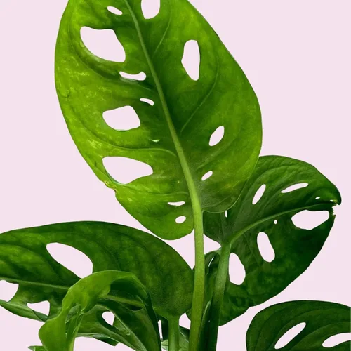 Miniatura 5 de BubbleBlooms Planta de queso suizo Monstera Adansonii, vive en una maceta de 4 pulgadas por BubbleBlooms
