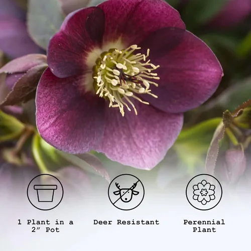 Miniatura 5 de Plantas vivas de rosa cuaresma, una planta de eléboro en maceta de 2 pulgadas, plantas de flores perennes y que florecen en invierno, varios