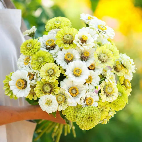 Miniatura 30 de Eden Brothers - Semillas de zinnia, cactus con flores, sin OMG, plantar en primavera, paquete, flores de bajo mantenimiento, zonas 3, 4, 5, 6, 7, 8