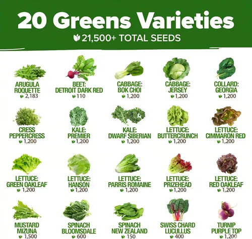 Miniatura 2 de HOME GROWN Más de 21,600 semillas de lechuga para plantar, 20 variedades de reliquia, sin OMG de EE. UU., Romaine, Butterhead, Iceberg, lechuga