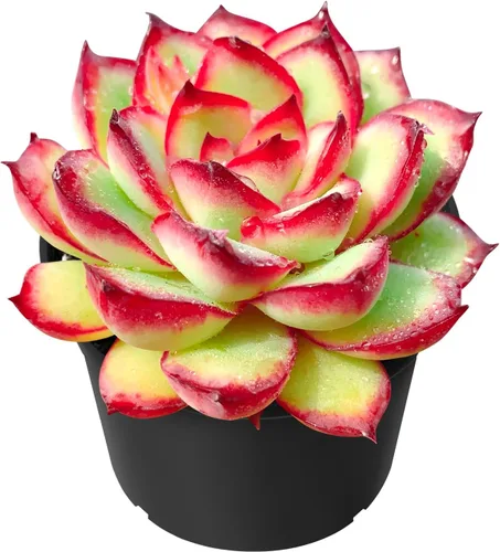Miniatura 9 de Sprout N Green Golden Jade - Crassula Ovata 'Hummel Sunset', rara planta suculenta linda totalmente enraizada en maceta de 2 pulgadas con tierra