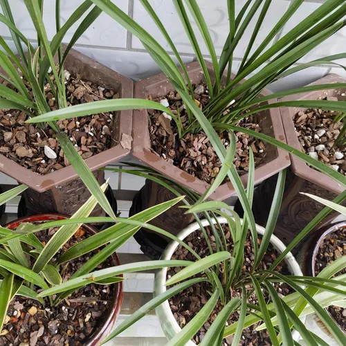 Miniatura 7 de Mezcla de suelo para bonsái de 2 cuartos de galón, lava, piedra pómez, corteza de pino y roca calcinada, mezcla orgánica natural para plantas